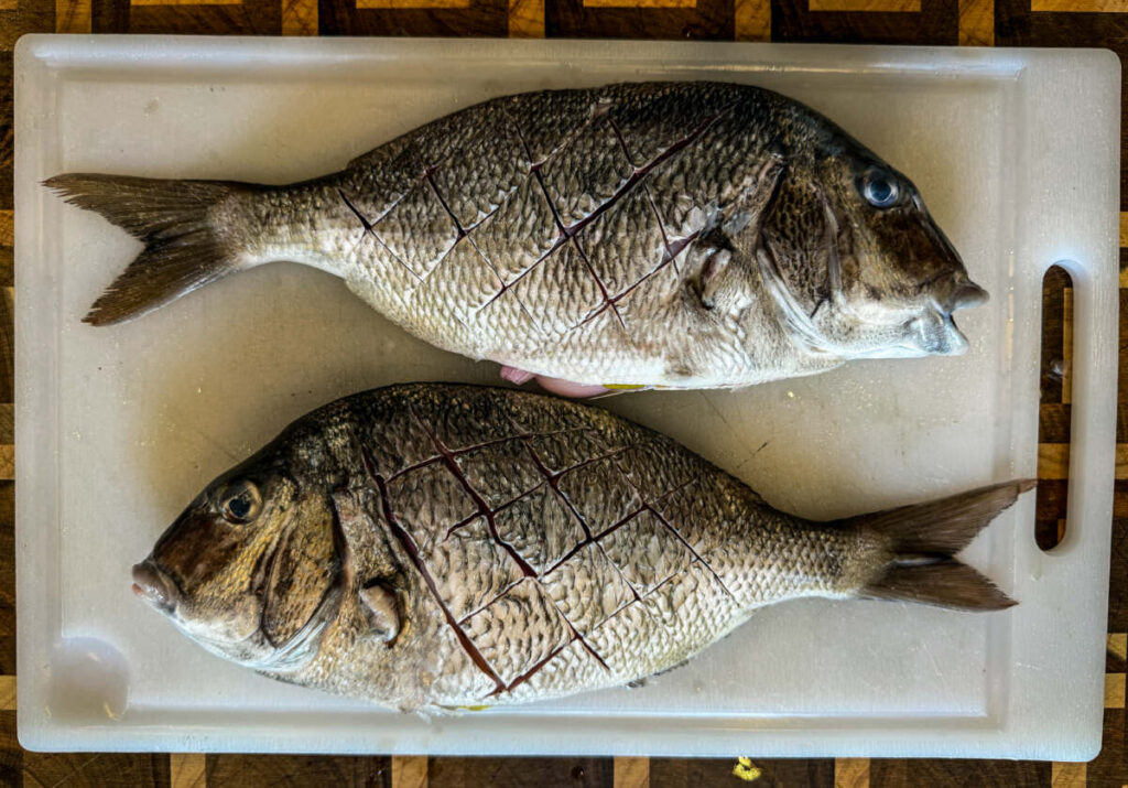 Scored porgy 